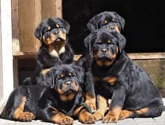 Tibetan Mastiff pedigree puppies available