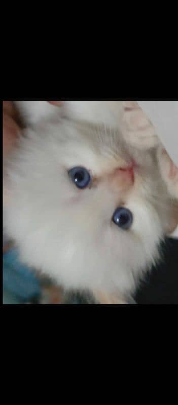 Persian Kitten 2