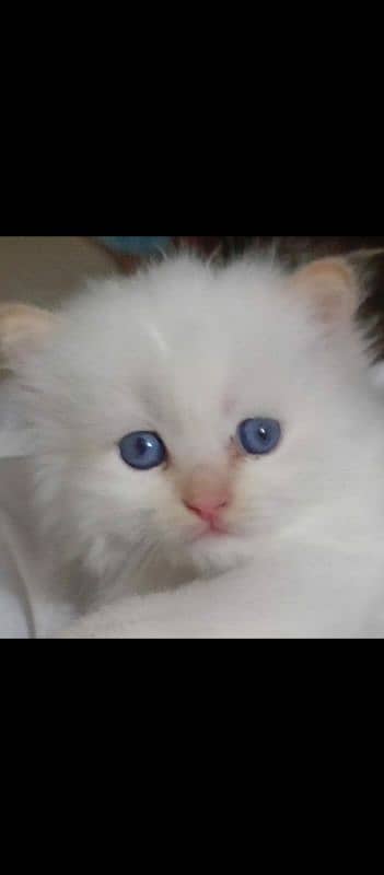 Persian Kitten 5