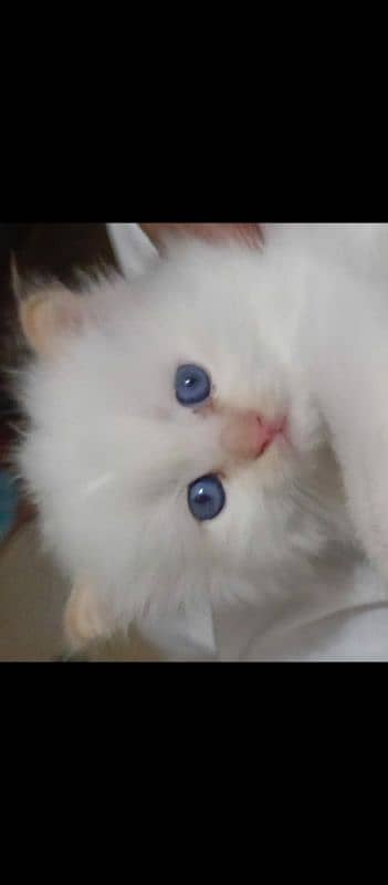 Persian Kitten 9