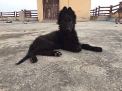 Long coat black gsd female