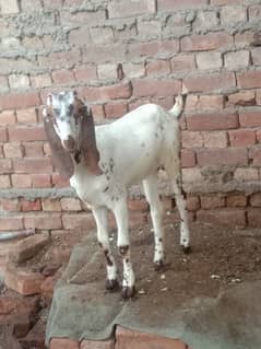 goat for sale bakri / Desi bakriya / goat