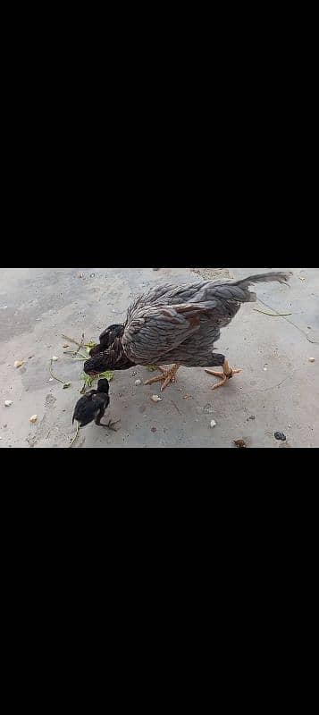 Aseel beautiful mada with three chicks 1