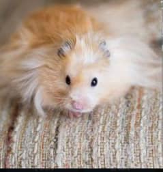 Syrian hamster breeder trio set with pregnant females