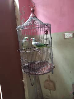 Healthy and Active Raw Parrot Pair