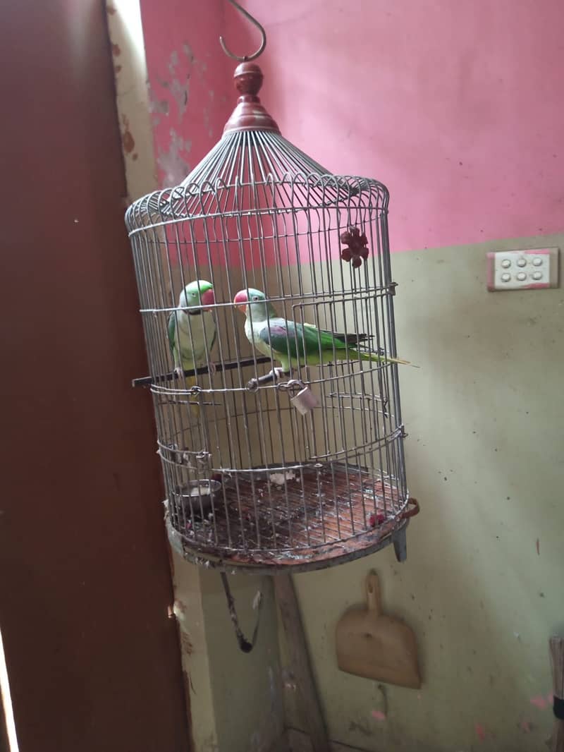 Healthy and Active Raw Parrot Pair 0