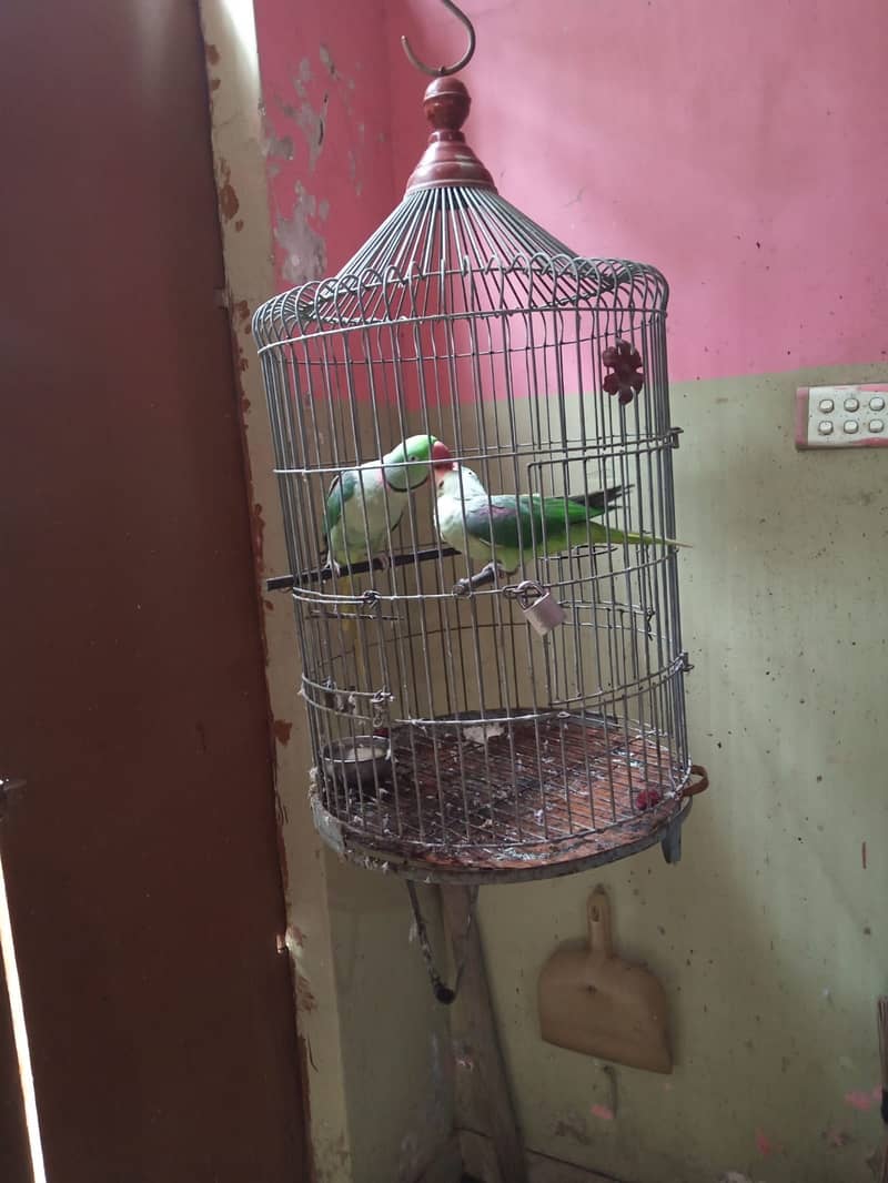 Healthy and Active Raw Parrot Pair 1