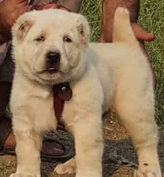 alabai dog mail 2 months for sale security dog