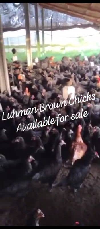 LUHMAN BROWN HENS 0