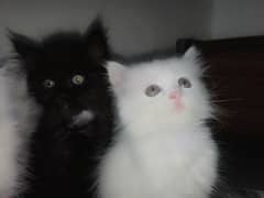 Adorable Persian Kittens for Sale - Playful, Loving and Gorgeous!