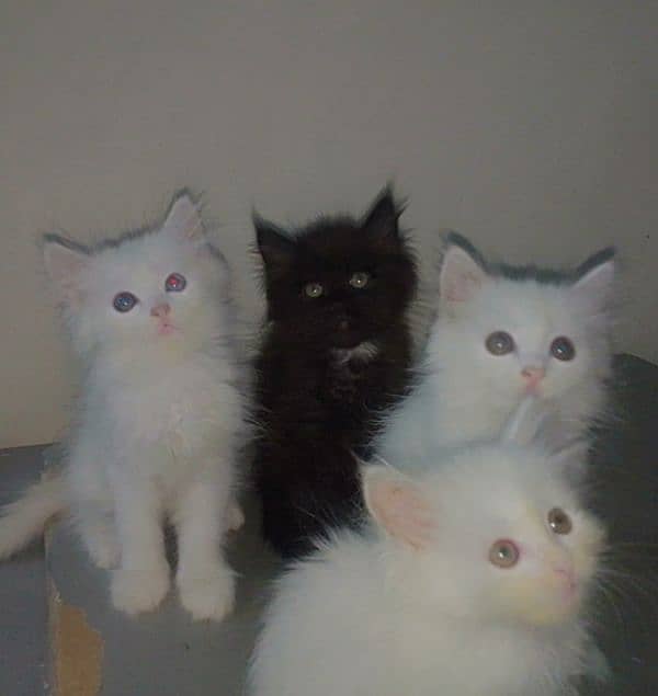 Adorable Persian Kittens for Sale - Playful, Loving and Gorgeous! 2