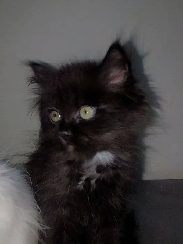 Adorable Persian Kittens for Sale - Playful, Loving and Gorgeous! 3