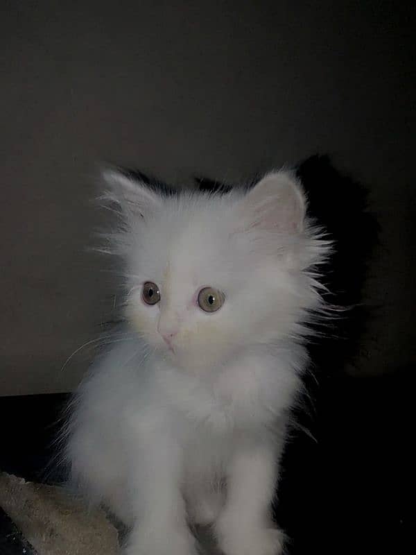 Adorable Persian Kittens for Sale - Playful, Loving and Gorgeous! 4