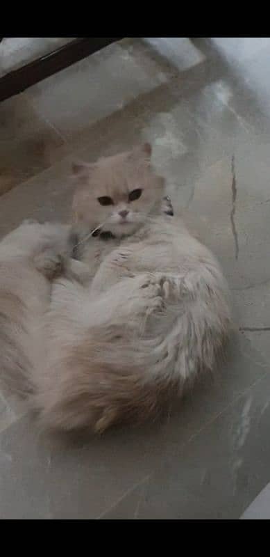 Persian Female cat 1