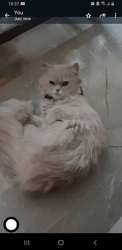 Persian Female cat 2