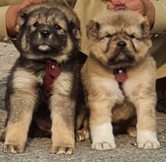 kurdish Kangal dog pair 2 months for sale security dog