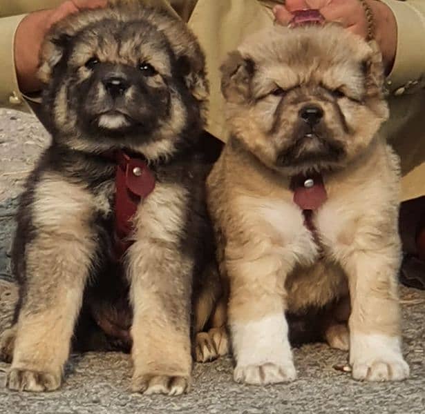 kurdish Kangal dog pair 2 months for sale security dog 0