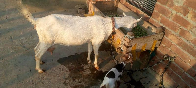 tadi bakri 2 bacho 03219796315 2