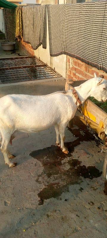 tadi bakri 2 bacho 03219796315 5