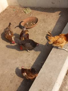 egg laying hens for sale 03016091484