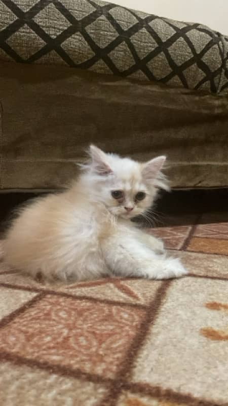 persian ( kitten ) 0