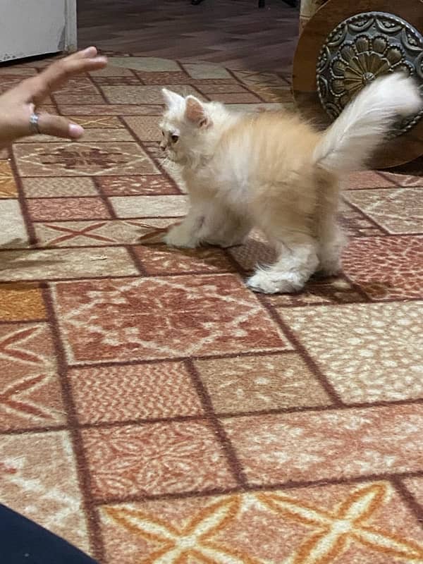 persian ( kitten ) 4