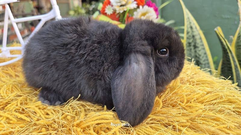 Exotic Holland lops Rabbits 0