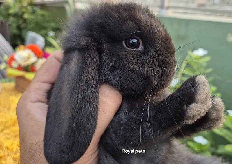 Exotic Holland lops Rabbits 1