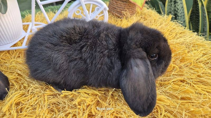 Exotic Holland lops Rabbits 2