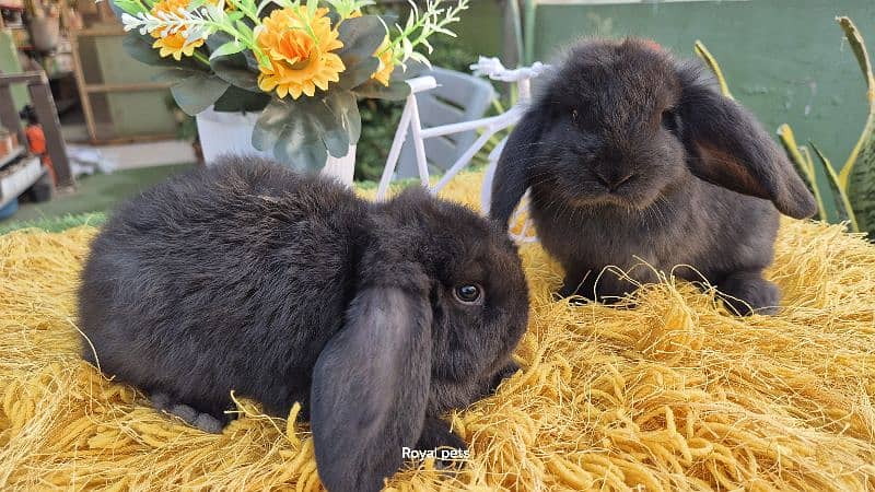 Exotic Holland lops Rabbits 3