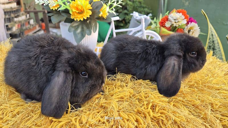 Exotic Holland lops Rabbits 4