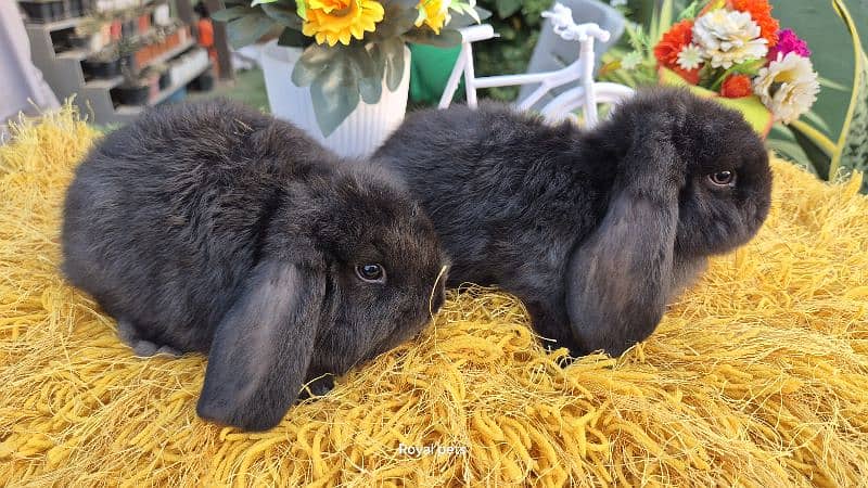 Exotic Holland lops Rabbits 5