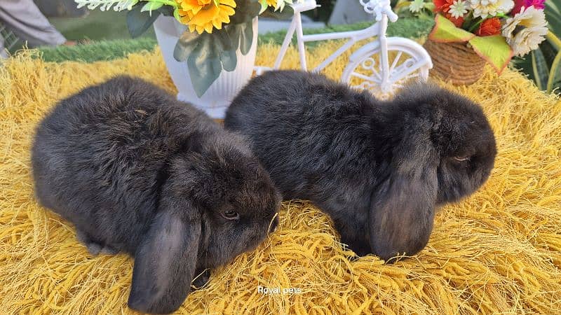 Exotic Holland lops Rabbits 6