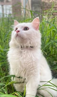 persian cat male