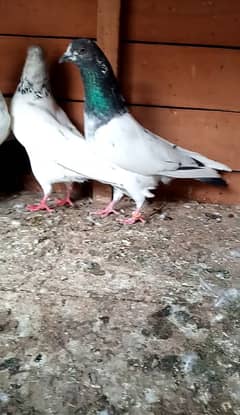 Highflyer Breeder Pigeons