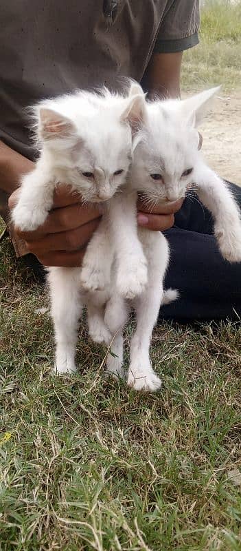 Persian kitten pair 80days age 0