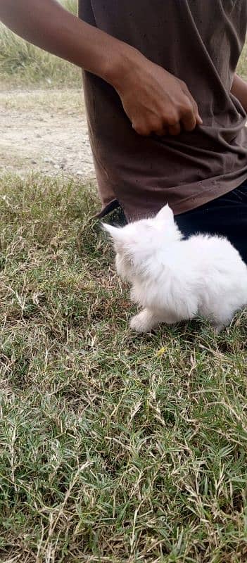 Persian kitten pair 80days age 1