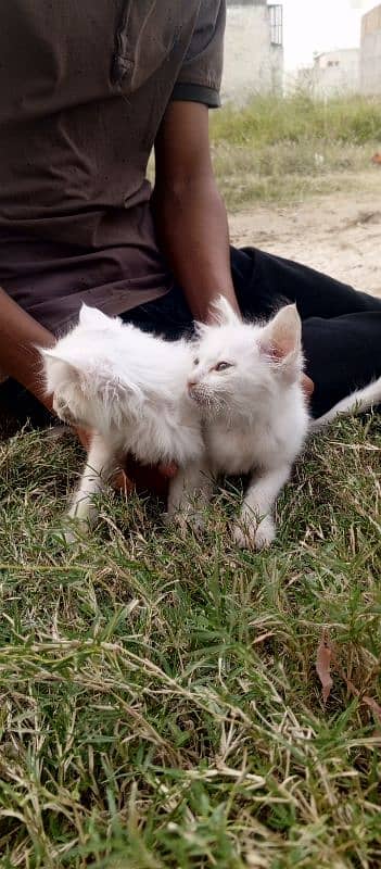 Persian kitten pair 80days age 2