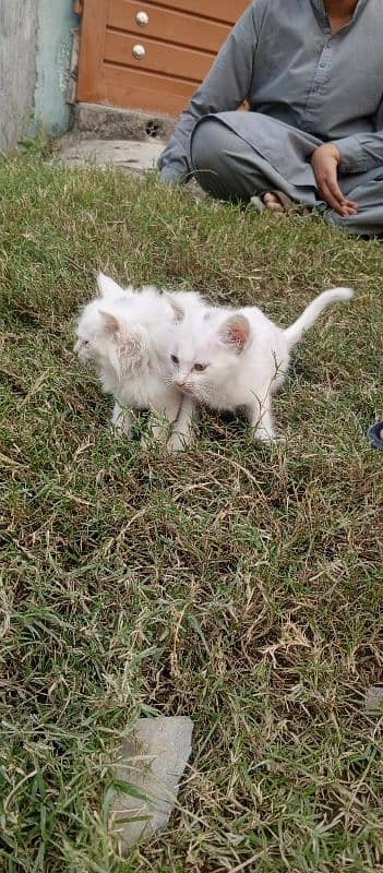 Persian kitten pair 80days age 4