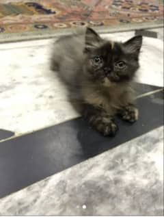 persian triple coat Adult&kitten