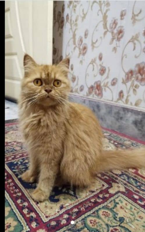 persian triple coat kitten| urgently selling &adult cat punch face 1