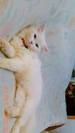 percian cat for sale