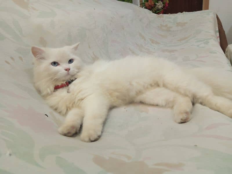 percian cat for sale 1