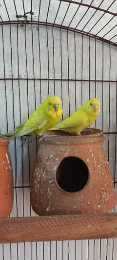 Australian parrot for sale home breed 0