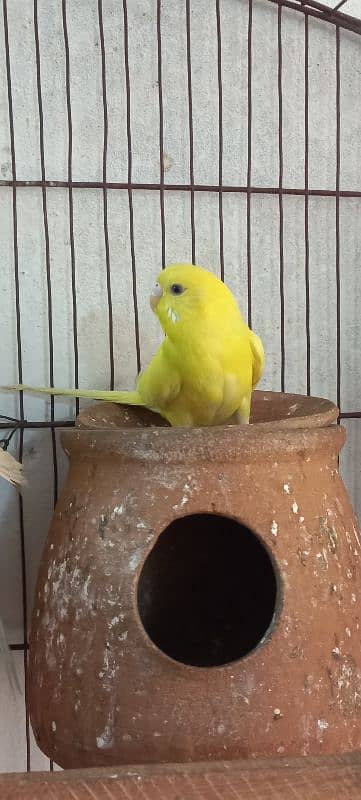 Australian parrot for sale home breed 1