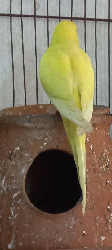 Australian parrot for sale home breed 2