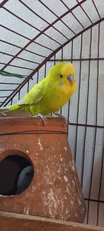 Australian parrot for sale home breed 3