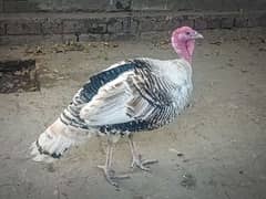 Turkey Bird Male 0