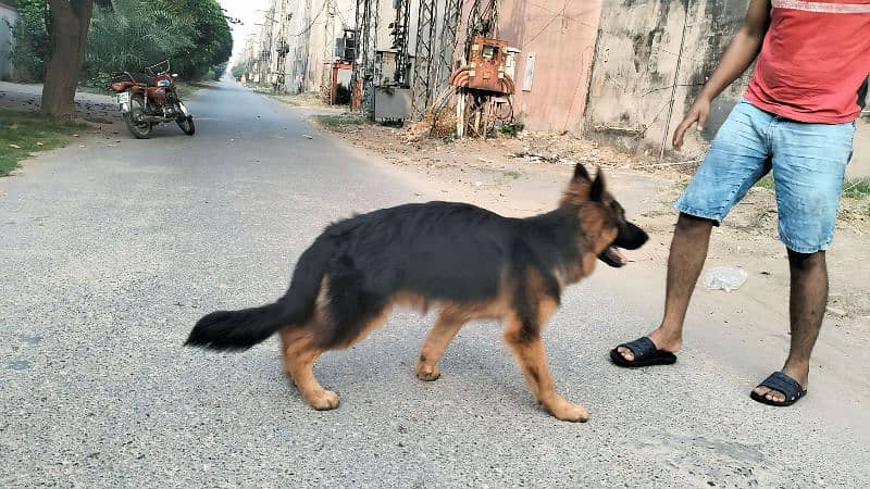 German shepherd 1