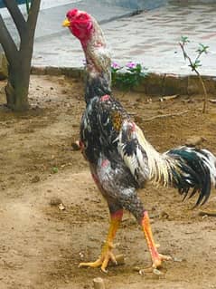 Shamo, Thai,Orpington ,Blue lace Wyandotte , Ayam Cemani Chicks